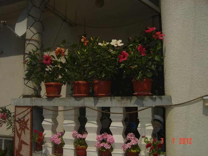 poze 1225 - 2011-2012 CURTEA MEA
