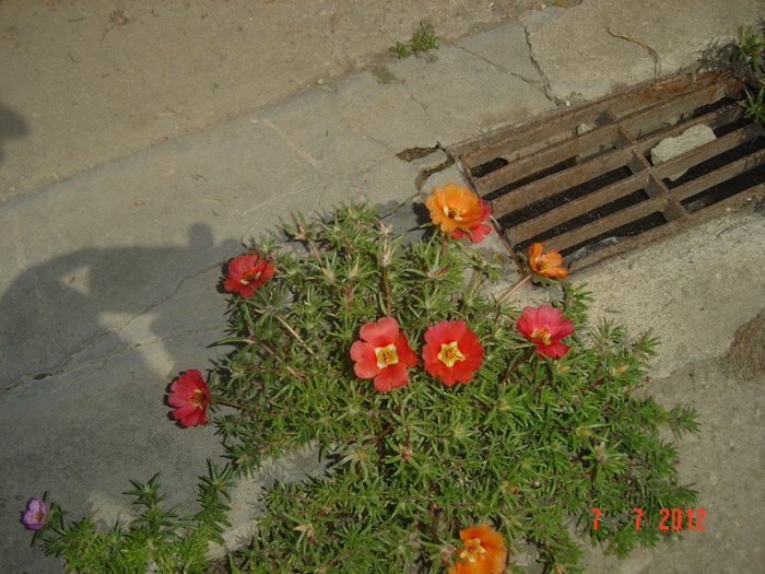 poze 1226 - 2011-2012 CURTEA MEA