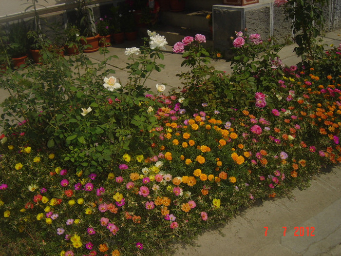poze 1227 - 2011-2012 CURTEA MEA