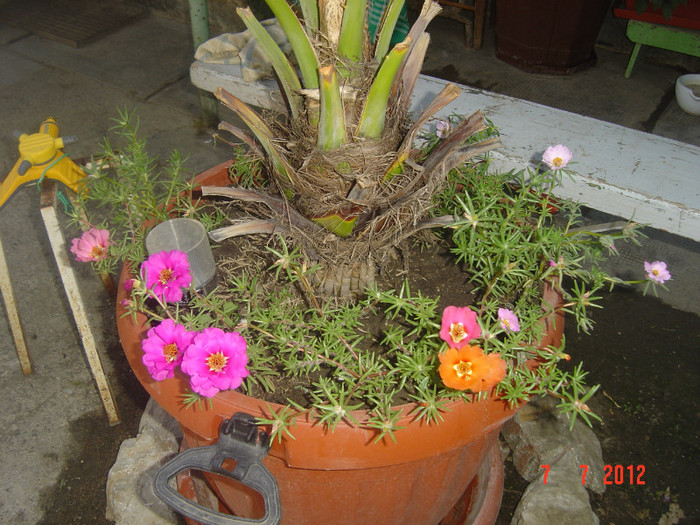 poze 1228 - 2011-2012 CURTEA MEA