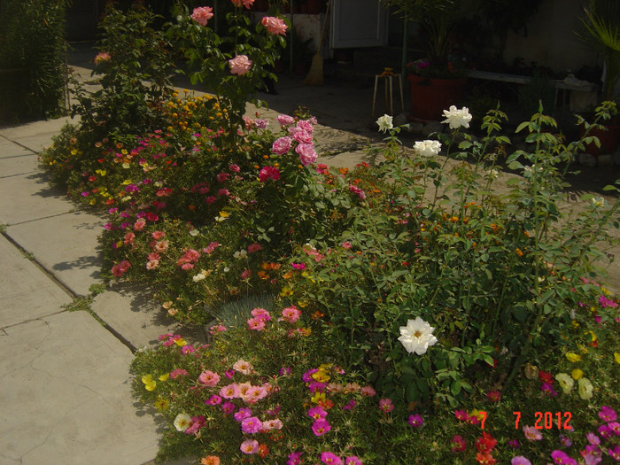 poze 1231 - 2011-2012 CURTEA MEA
