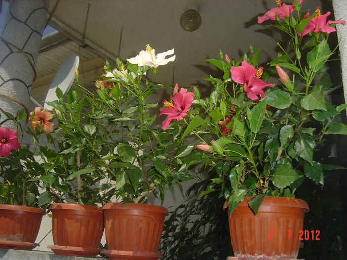poze 1233 - 09-2012-HIBISCUS