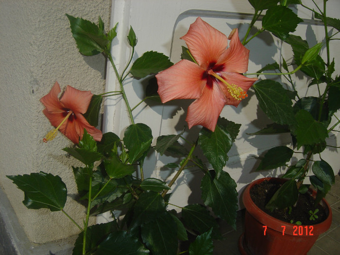 poze 1205 - 09-2012-HIBISCUS