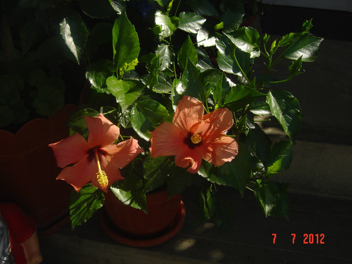 poze 1206 - 09-2012-HIBISCUS