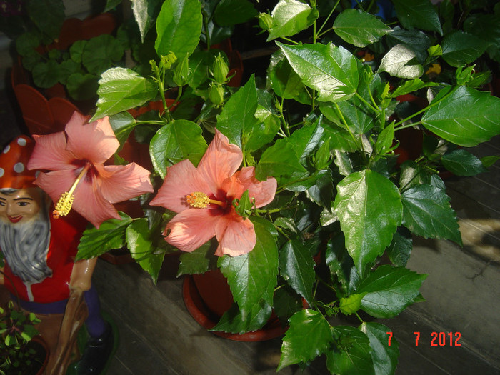 poze 1207 - 09-2012-HIBISCUS