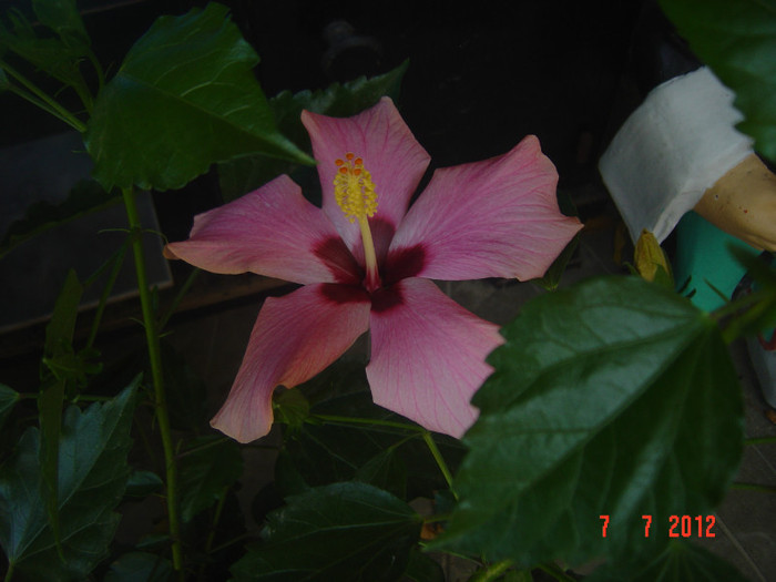 poze 1209 - 09-2012-HIBISCUS