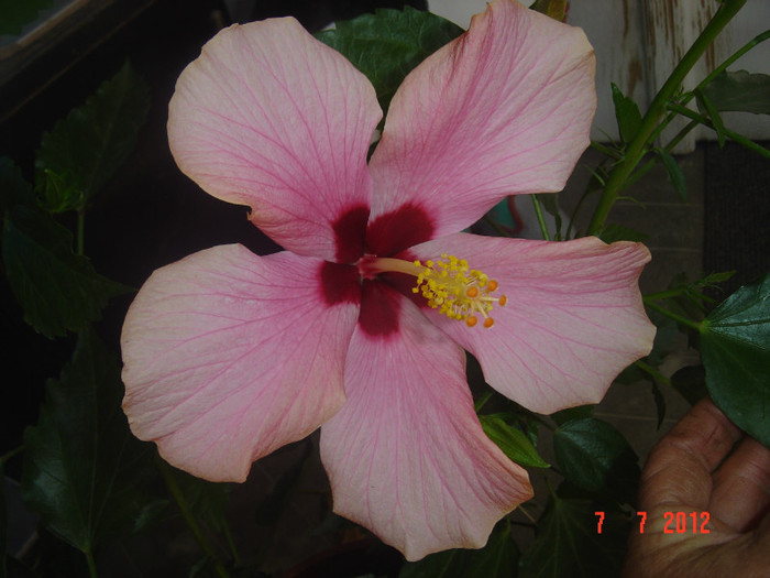 poze 1232 - 09-2012-HIBISCUS