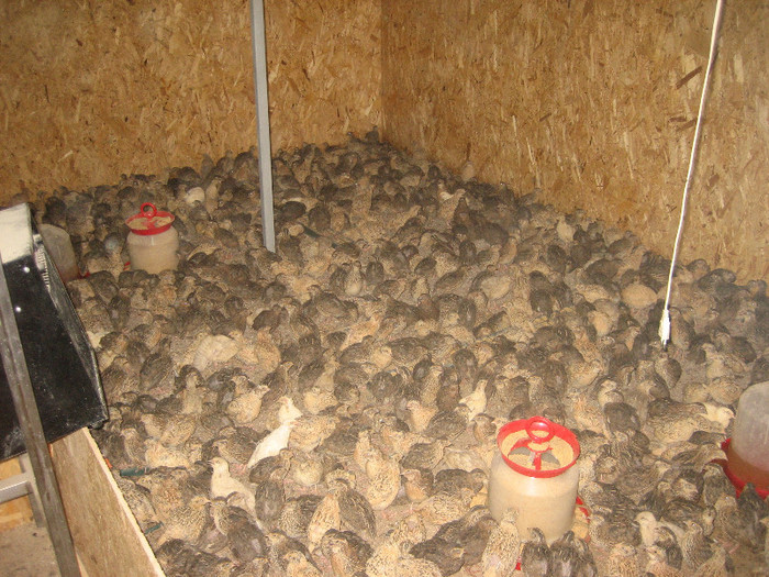  - 1   P R E P E L I T E