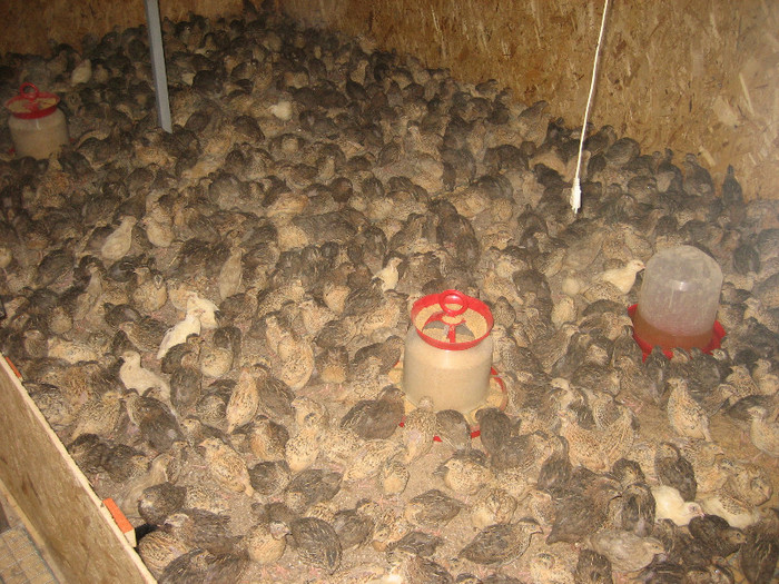  - 1   P R E P E L I T E