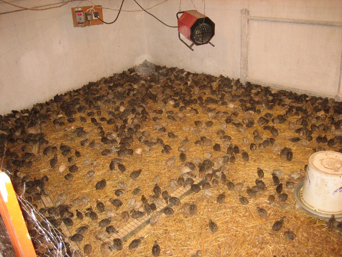  - 1   P R E P E L I T E