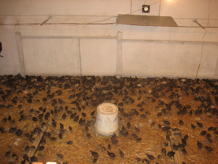  - 1   P R E P E L I T E