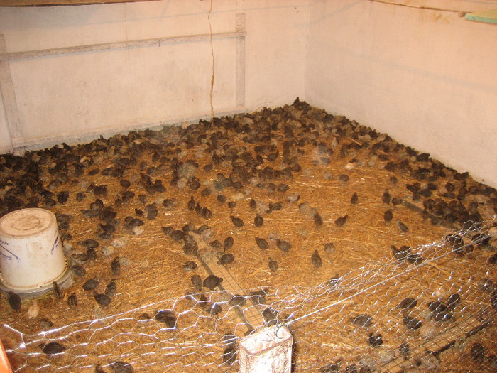  - 1   P R E P E L I T E