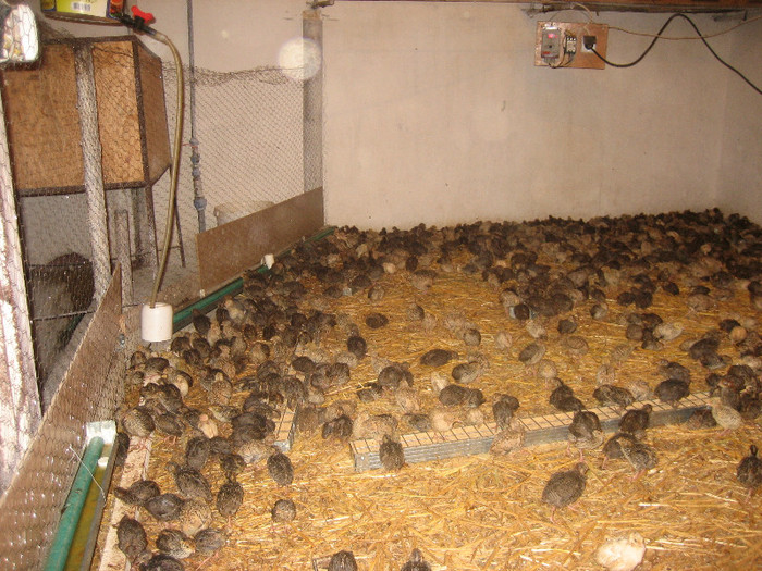  - 1   P R E P E L I T E