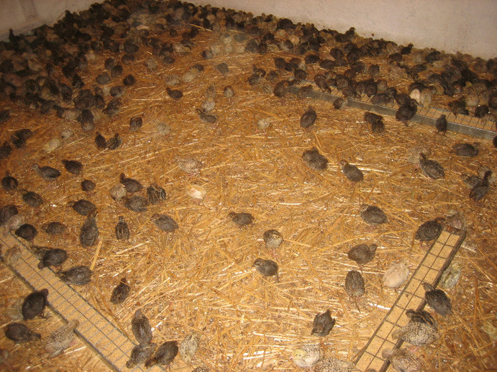  - 1   P R E P E L I T E