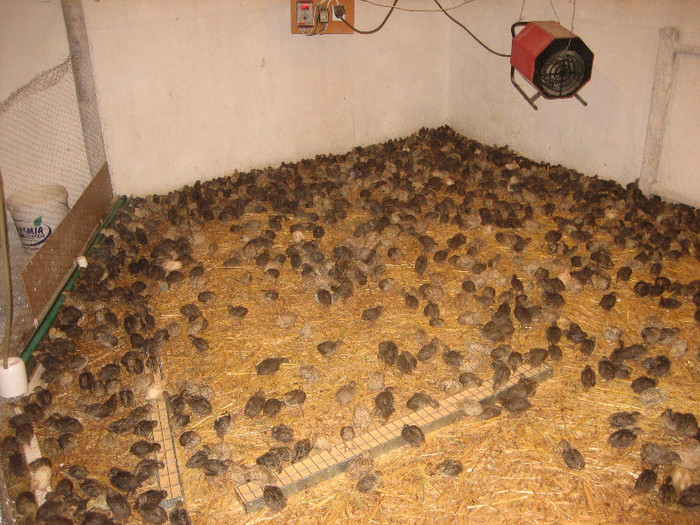  - 1   P R E P E L I T E