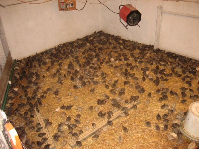  - 1   P R E P E L I T E