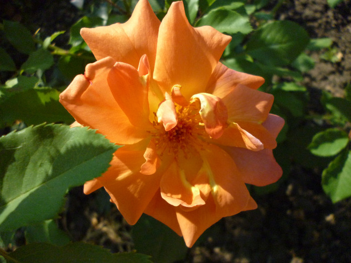 P1000967