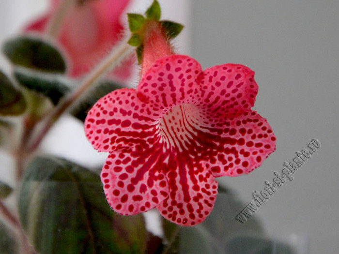 Kohleria Elise (GS); 2012
