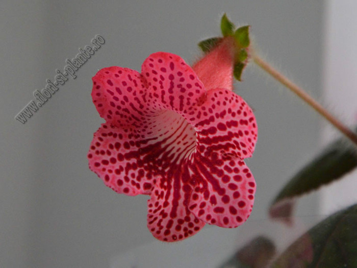 Kohleria Elise  (GS); 2012
