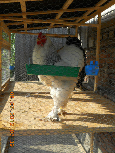 cocos 1