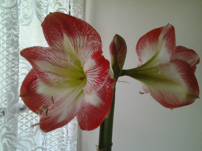 are culoare si - Amaryllis 2012