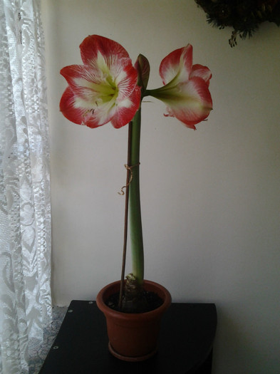 a facut 4 flori - Amaryllis 2012