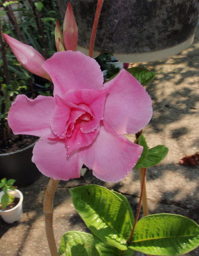 dipladenia super tr 8iul2012 - flori frumoase