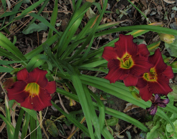 mici, da multi - Hemerocallis2012