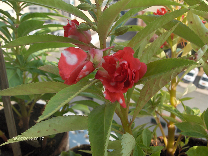 Impatiens balsamina-sporul casei