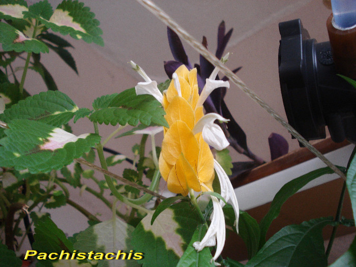 Pachistachis (8-07-2012)