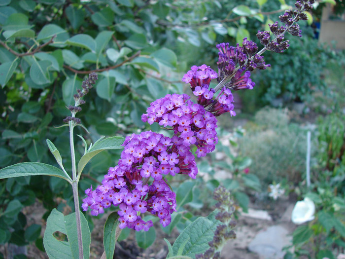 DSC00191 - Buddleja