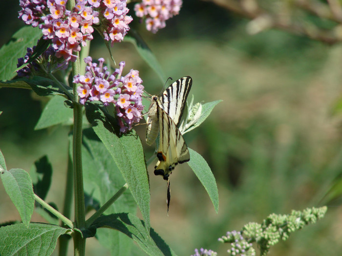 DSC00235 - Buddleja