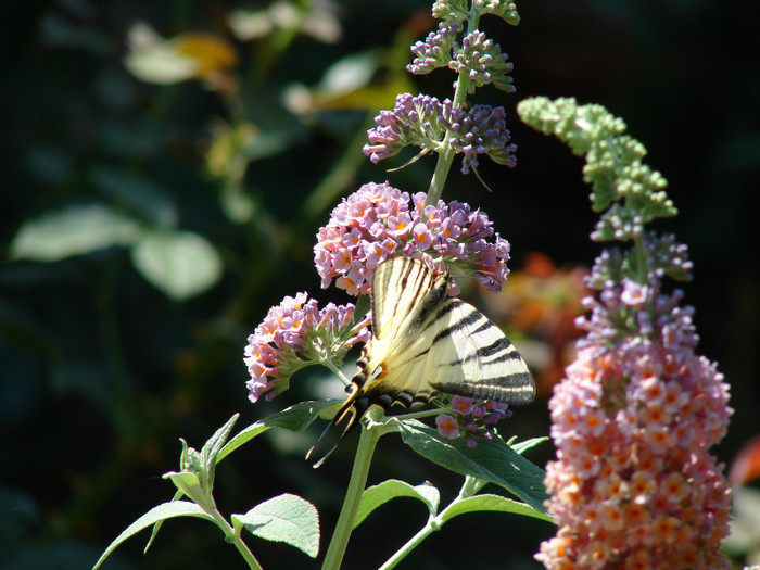 DSC00240 - Buddleja