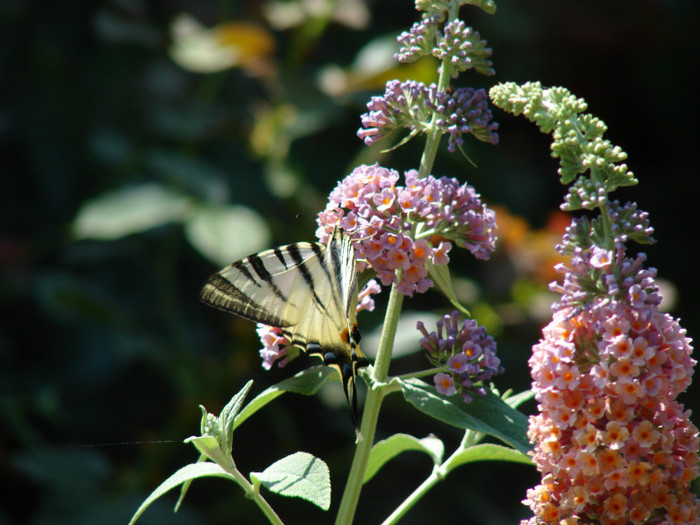 DSC00241 - Buddleja