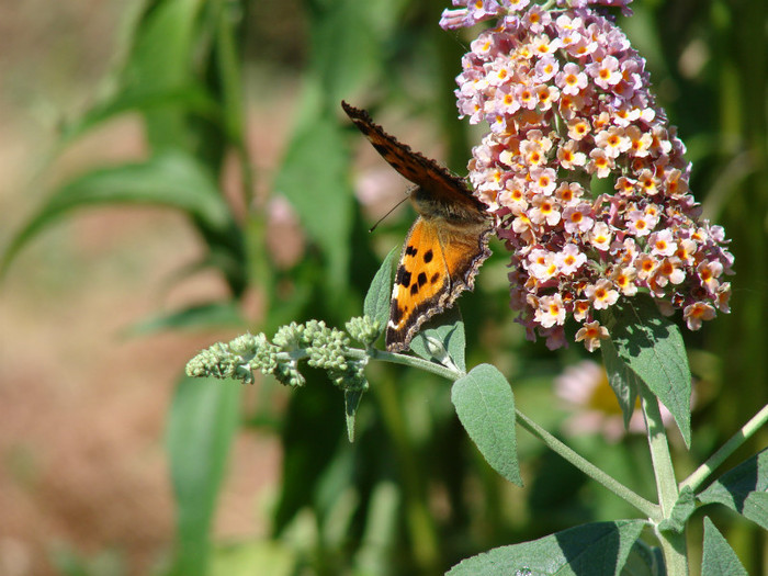 DSC00245 - Buddleja