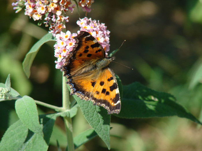 DSC00246 - Buddleja