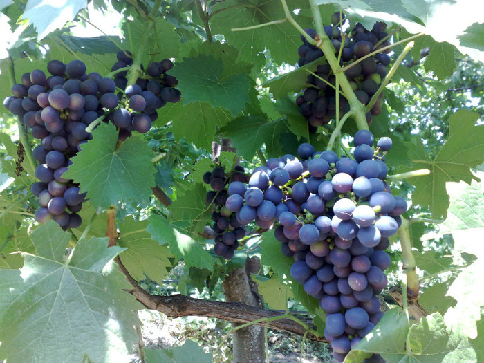 07072012 esther - VITA DE VIE 2012