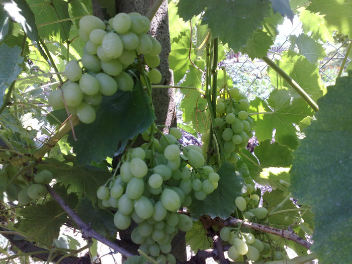 07072012 helikon - VITA DE VIE 2012