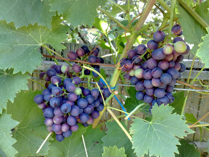 07072012 nero - VITA DE VIE 2012