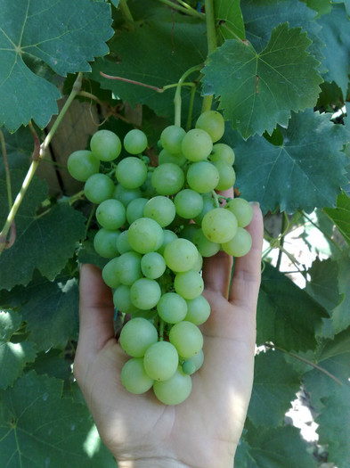 07072012 favorit - VITA DE VIE 2012