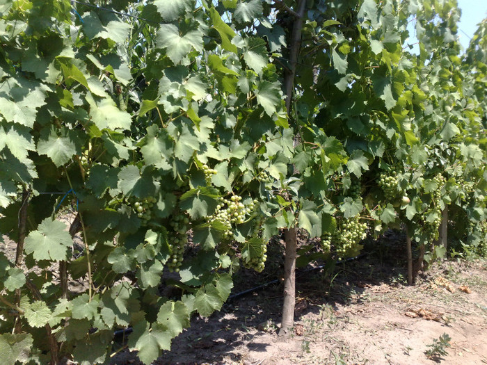 07072012 - VITA DE VIE 2012