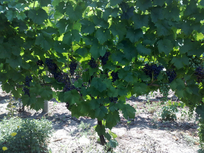 07072012 esther - VITA DE VIE 2012