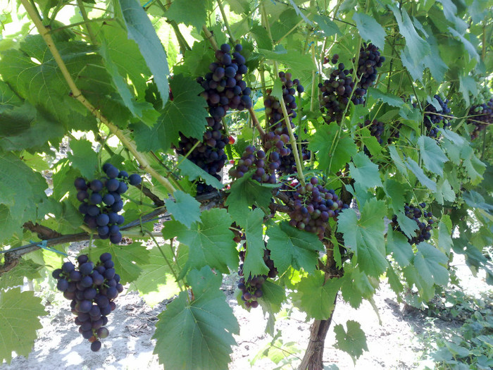 07072012 esther - VITA DE VIE 2012