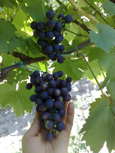 07072012 esther - VITA DE VIE 2012