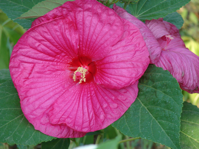 Luna Rose - Hibiscus moscheotus