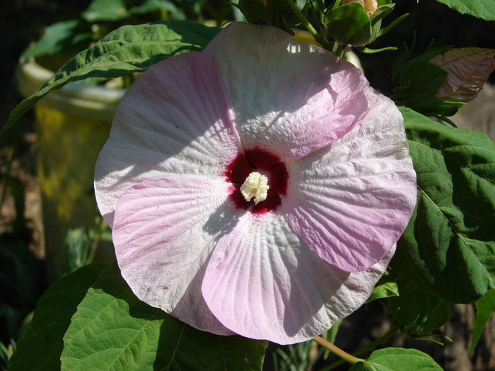 Luna Pink Swirl - Hibiscus moscheotus