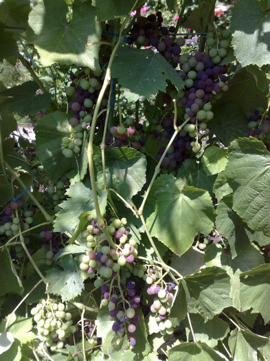 07072012 venus - VITA DE VIE 2012