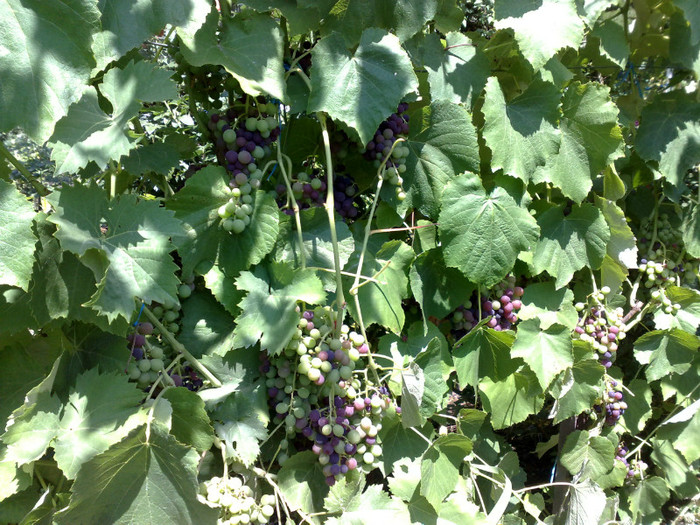 07072012 venus - VITA DE VIE 2012