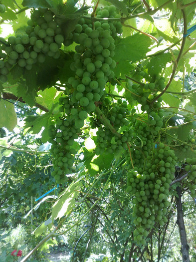 07072012 Frum de murighiol - VITA DE VIE 2012