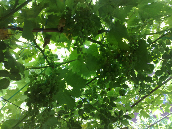 07072012  musc hamb - VITA DE VIE 2012